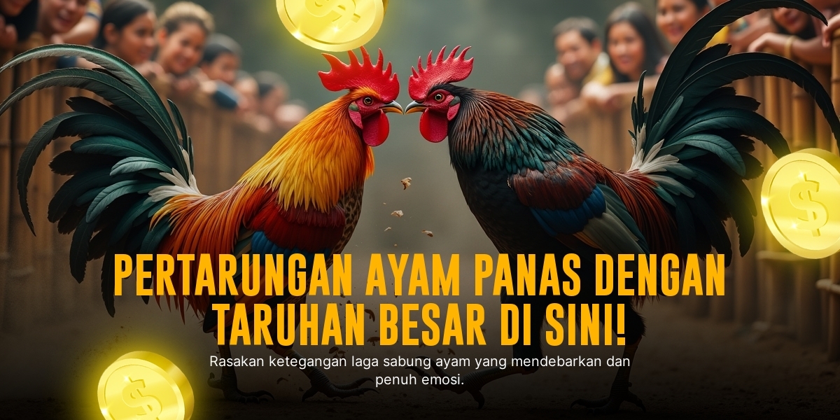 Kenali Ayam Bangkok: Raja Sabung Ayam yang Mendebarkan